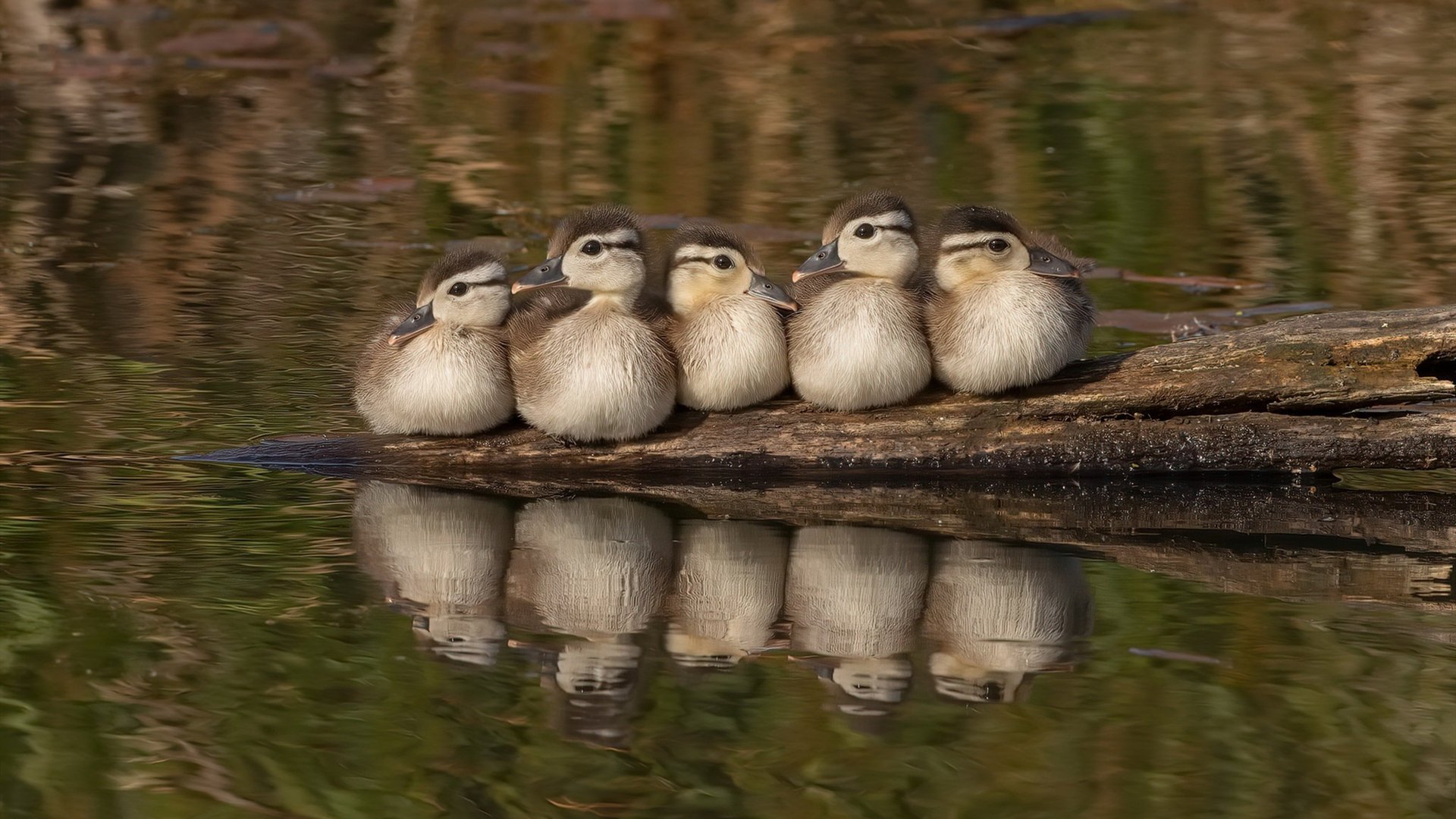 _鹈鹕队表现抢眼,战绩持续提升_,鹈鹕队人员名单