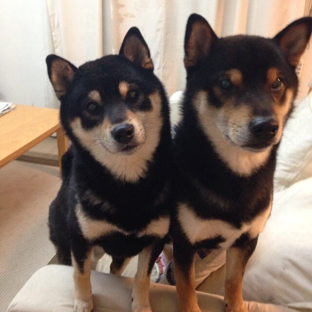 【悬念未解】洋基最后一秒绝杀胜出，洋基队是哪个国家的